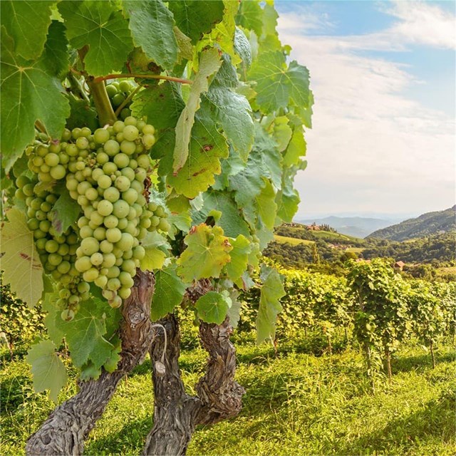 Descubre la verdadera esencia de las Rías Baixas