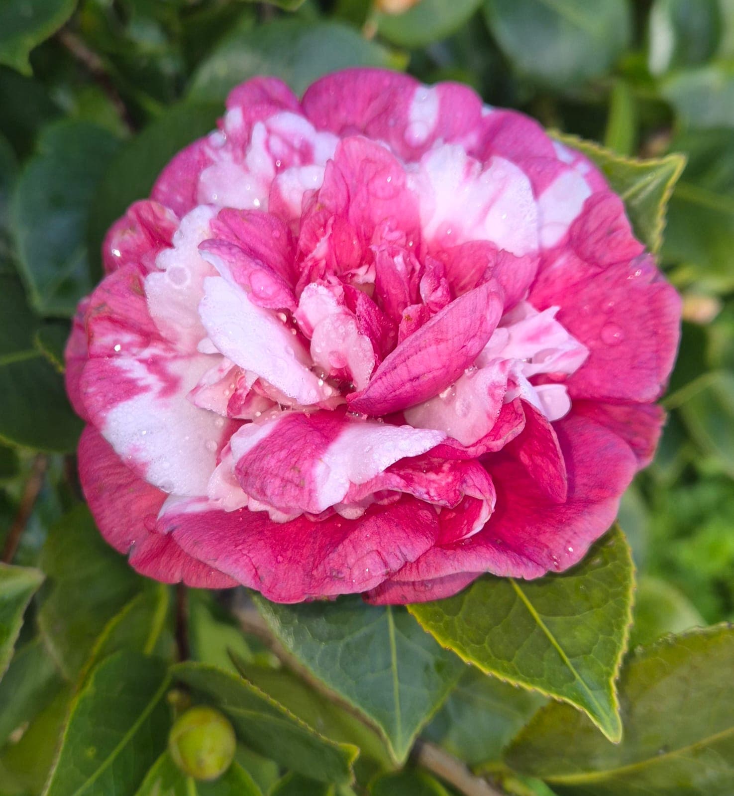 Pedir información sobre jardín de camelias en Portas