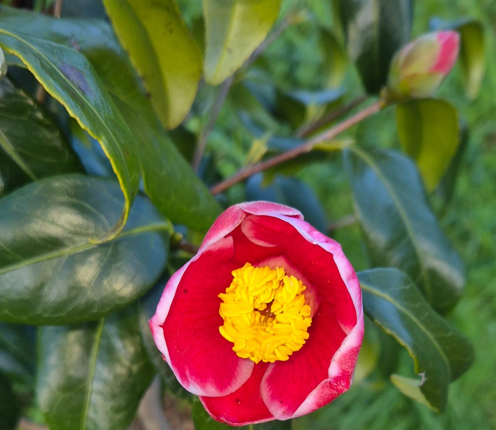 Pedir información sobre jardín de camelias en Portas