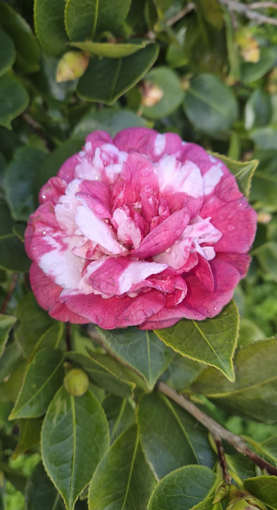 Jardín de camelias en Portas