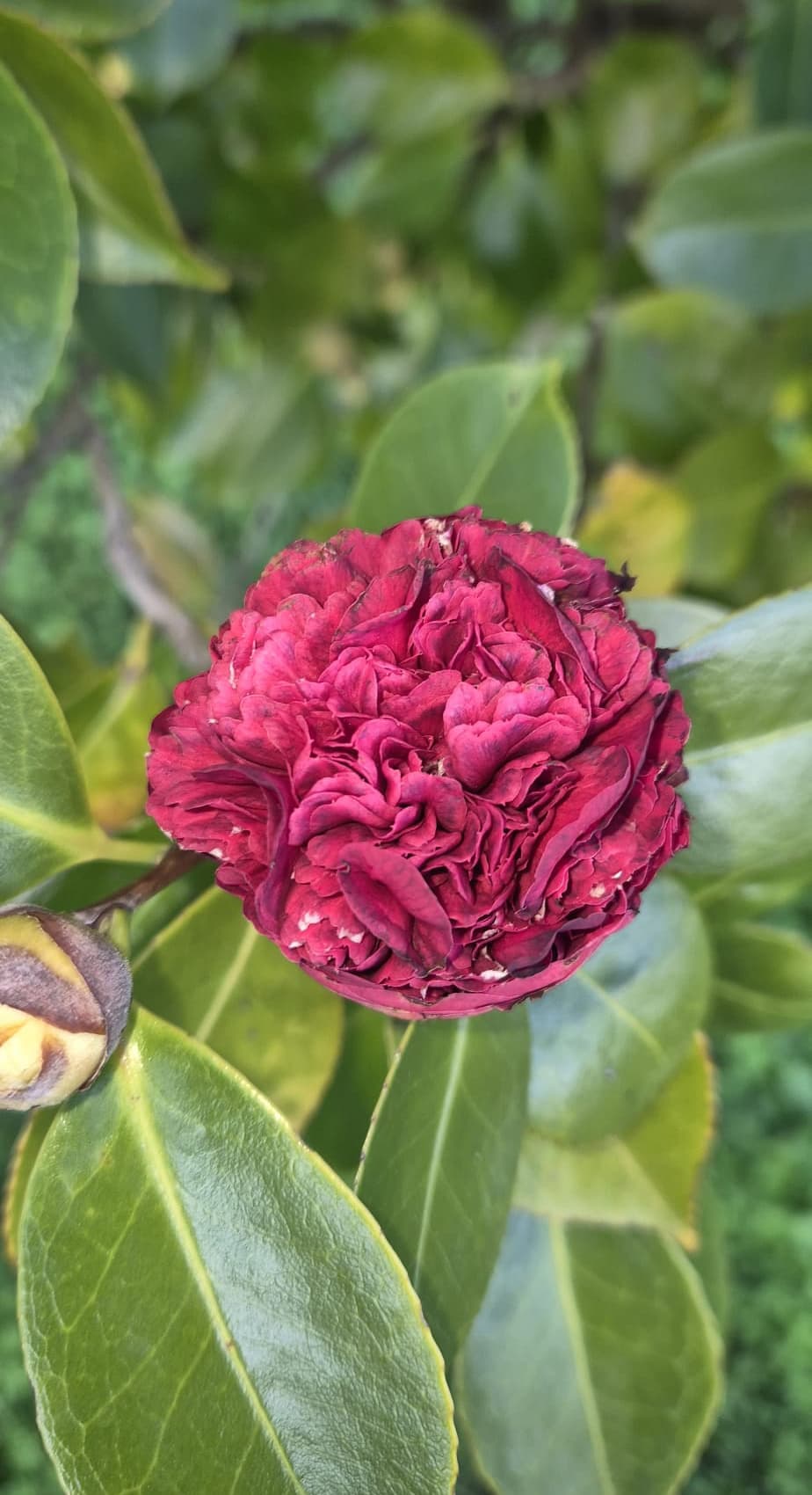 Jardín de camelias en Portas