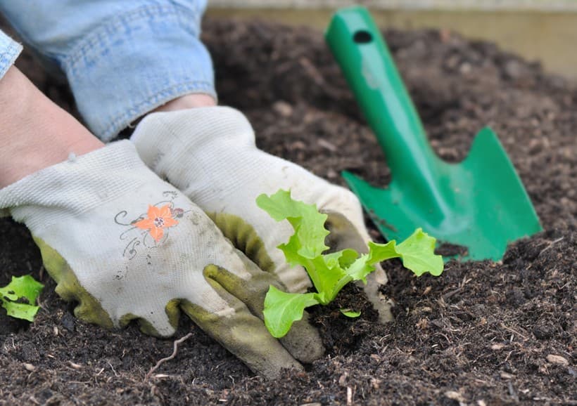 Escuela de cultivos ecológicos en Vilanova