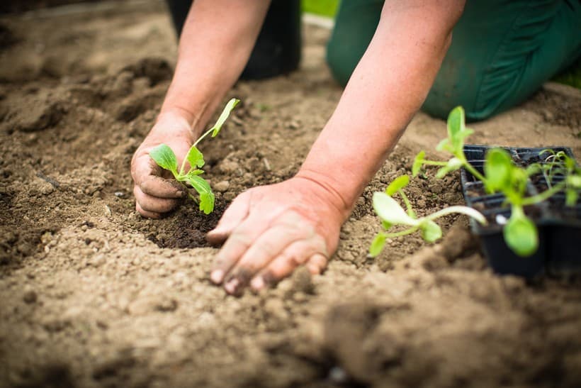 Amantes del cultivo propio