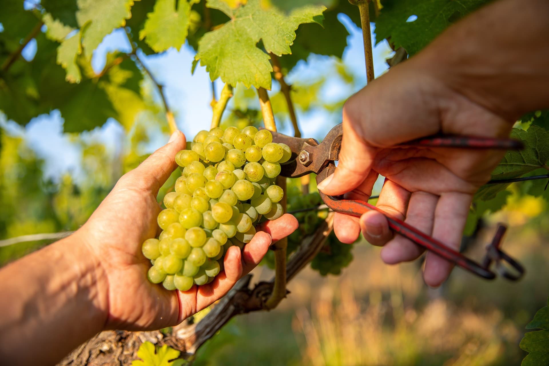 Viticultura
