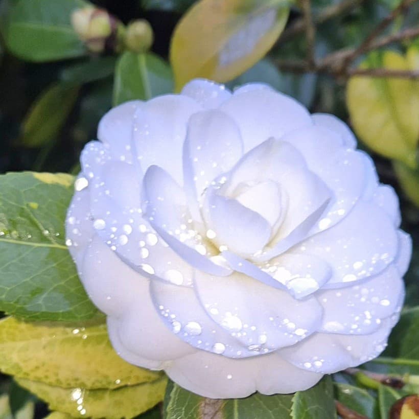 Jardín de camelias en Portas